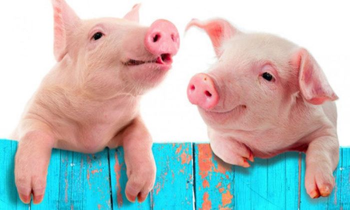 nam-mo-thay-heo-danh-con-gi-6 Giấc mơ này mang ý nghĩa về những khó khăn, trắc trở trong cuộc sống